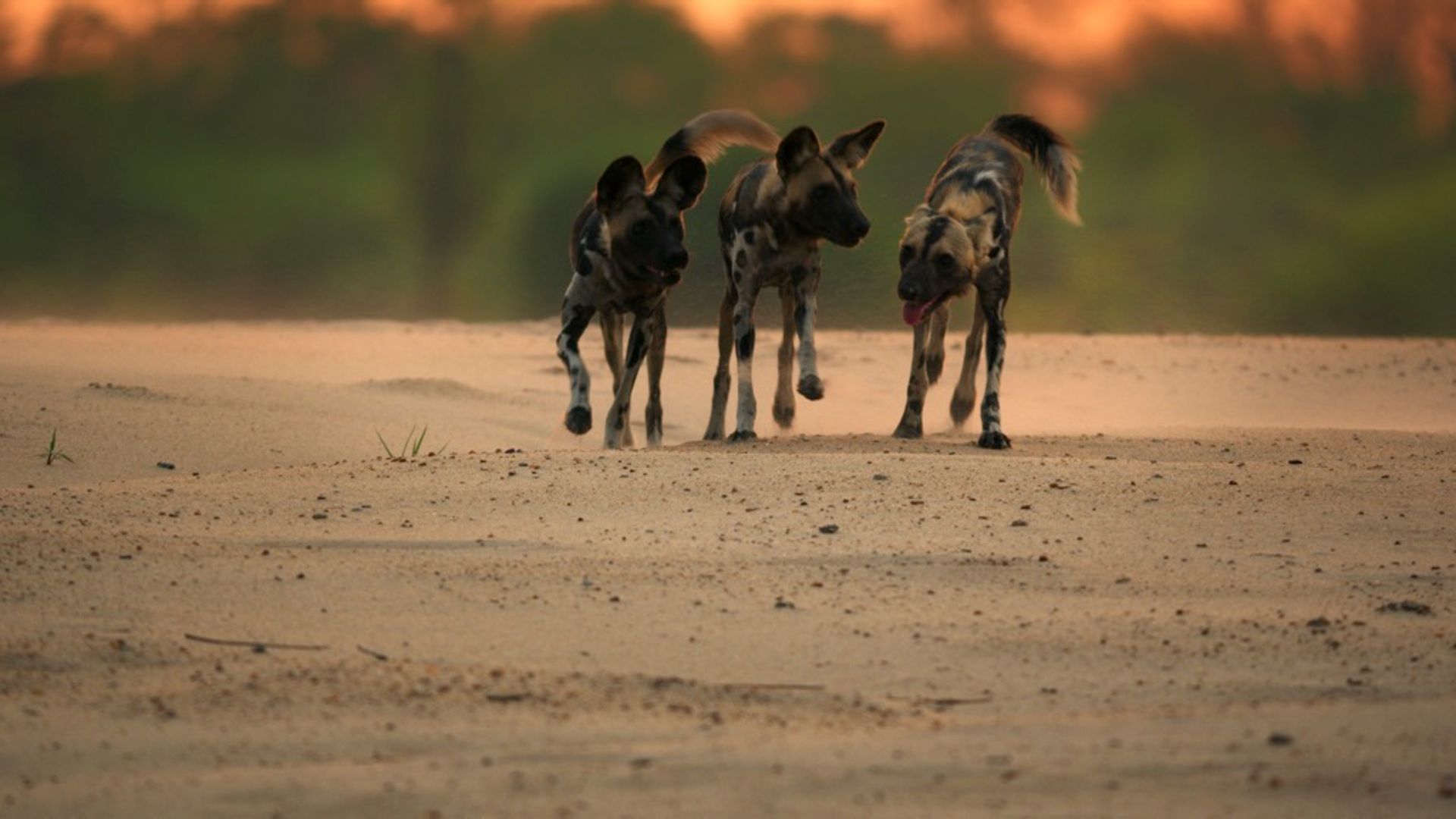 Wild Dogs Running with the Pack kijken? Dat doe je bij KPN TV
